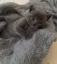 Сиви късокосмести британчета , снимка 3