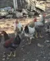 селски петли 6 месеца, снимка 1
