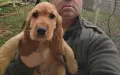 Кокер Шпаньол,, , снимка 8