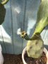 Смокиня индийска, Кактус опунция, Opuntia ficus-indica Etna, екзотични,овощни, снимка 18
