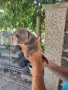 Топ Американско були покет American bully , снимка 3
