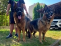 Елитни Немски Овчарки , снимка 3