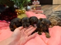 Мини йорки , снимка 5