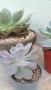 Ешеверия различни размери, снимка 11