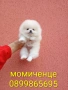 Женски бял мини Померан. Реални снимки от 09.04.26 г. , снимка 2
