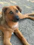 Спешно търси дом бебе Сашко на 8 месеци., снимка 3