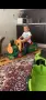 Продавам детско влакче с акумулатор на Peg Perego, снимка 4