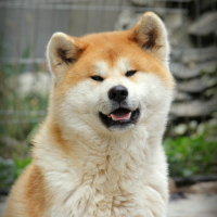 Akita inu male , снимка 5 - Акита ину - 44811632