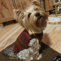 Плетена дрешка за куче М размер Различни цветове , снимка 15 - За кучета - 44343726