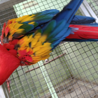  Сезонна разпродажба на папагали АРИ, снимка 5 - Папагали - 44726402