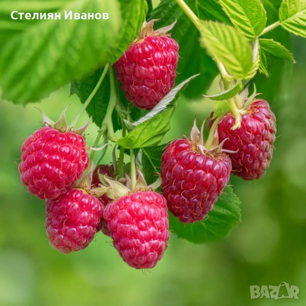 Розова малина (Willamette), снимка 1