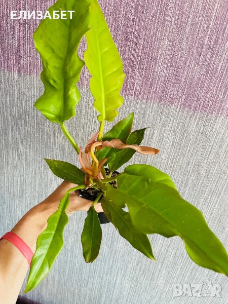 Fhilo, снимка 1