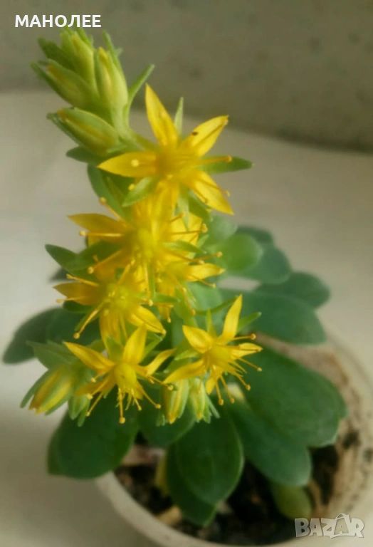 ✨❄️☃️Вид саксиен седум🪴💐💐💐, снимка 1