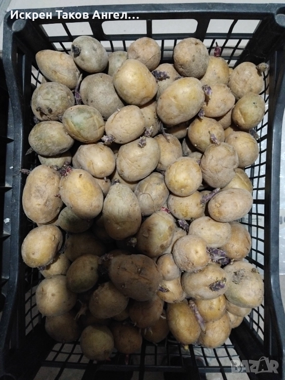 Картофи сорт Актрис, снимка 1