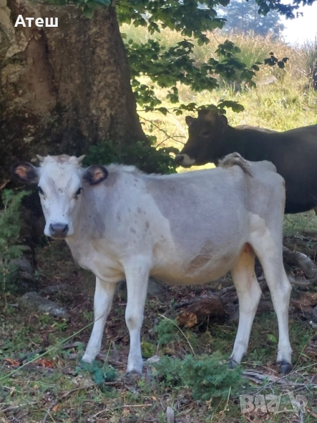 крави юници телета, снимка 1