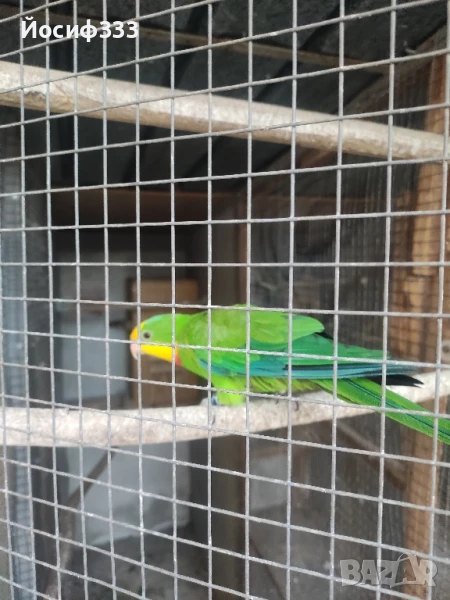 Продавам папагал Барабанди , снимка 1