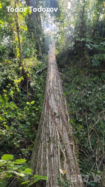 Трупи липа , снимка 1