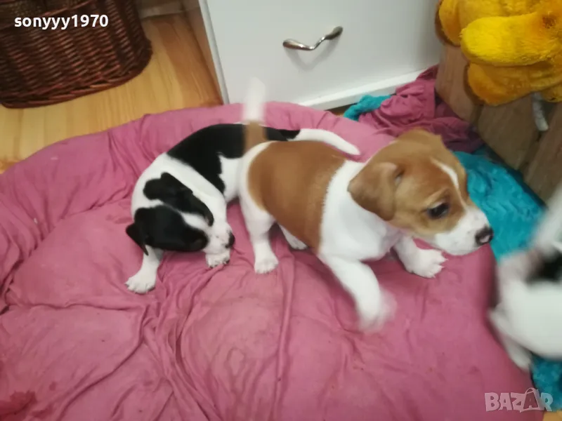 ДЖАК РЪСЕЛ БЕБЕТА 2025-ТА 3001251931, снимка 1