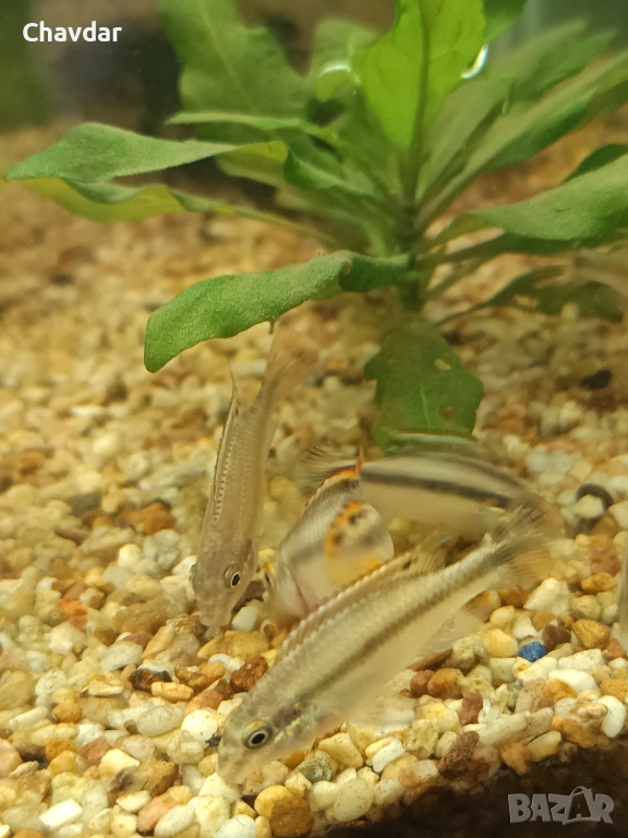 Крибензиси , снимка 1