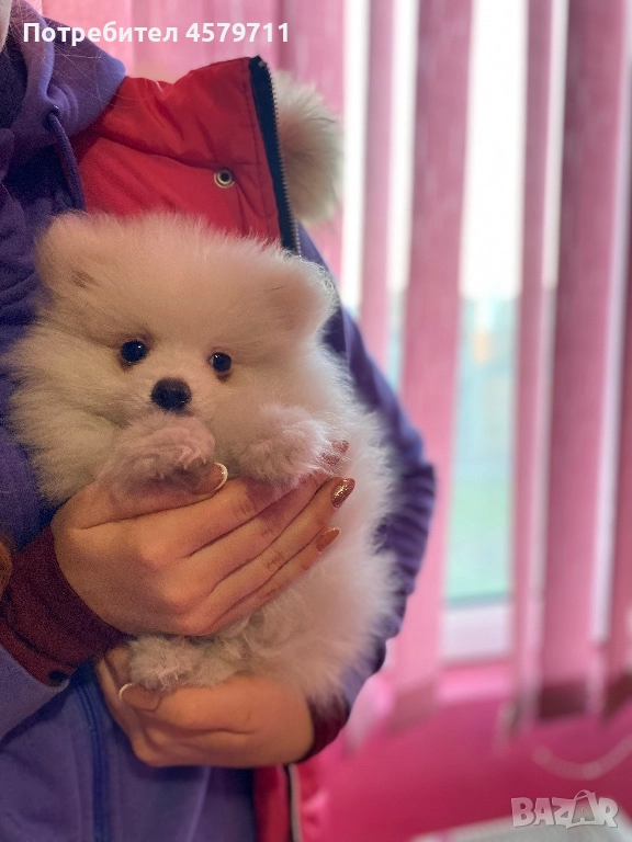 Очарователни бели померанчета търсят своя нов дом , снимка 1