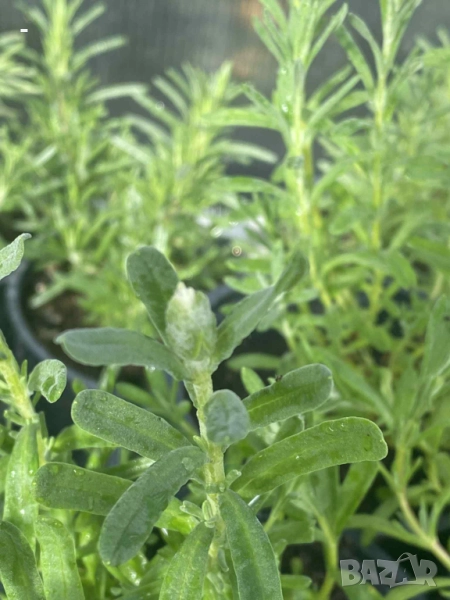 3 броя лавандула - 3 цвята, снимка 1