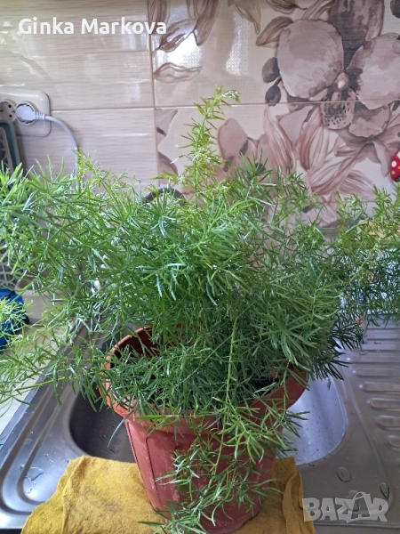 Малък Аспарагус - 4,99лв. Голям Аспарагус- 14,99лв., снимка 1