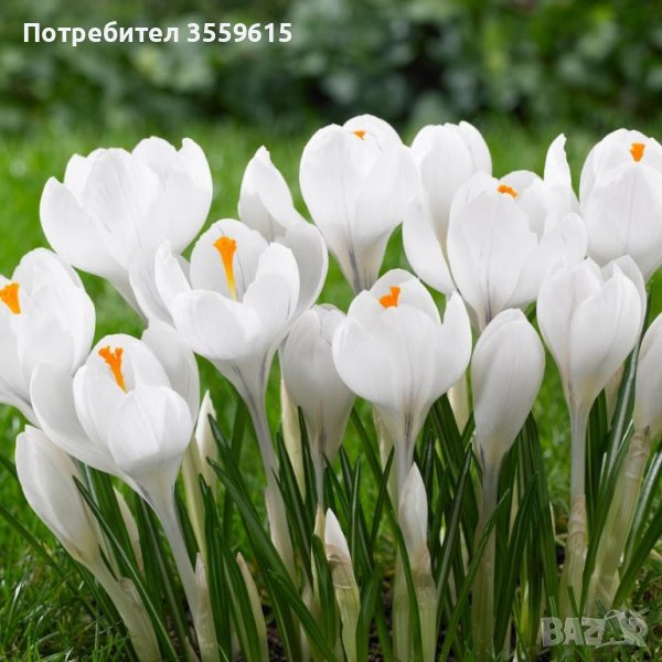 големи луковици на бял минзухар (есенен и пролетен), снимка 1