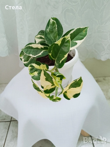 Шефлера, Бенджамин, Епипремнум, Хлорофитум и Бегония , снимка 1