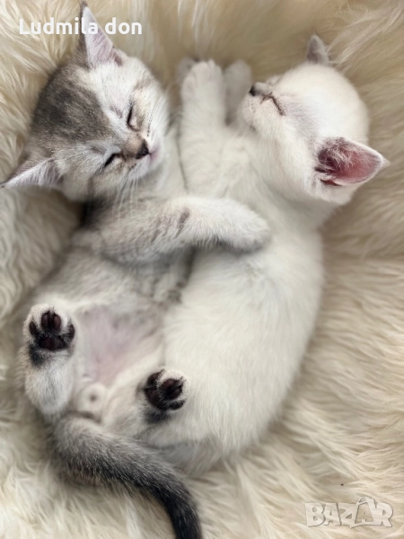 Продавам Британски Чинчили, снимка 1