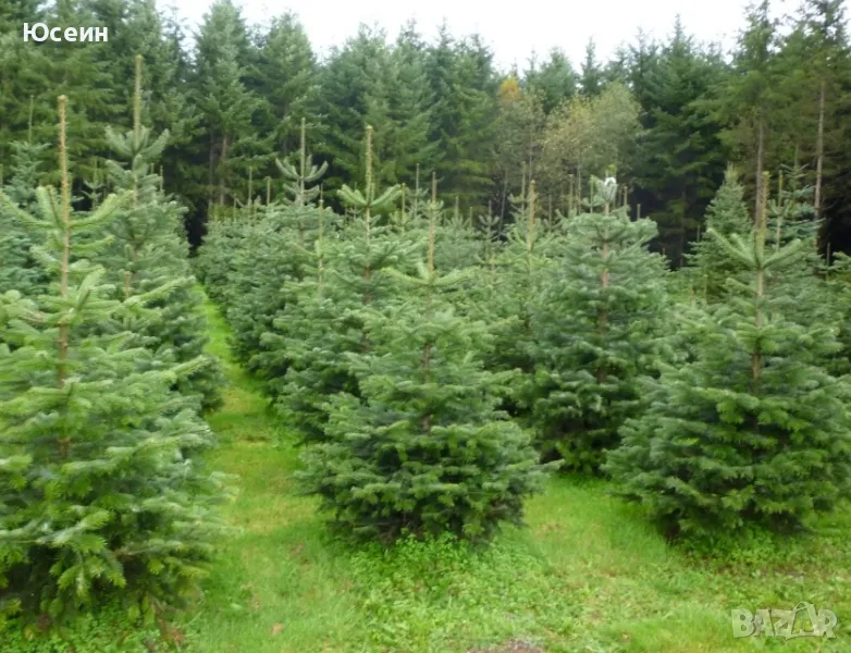 Озеленяване за паркове,градини,алей, снимка 1