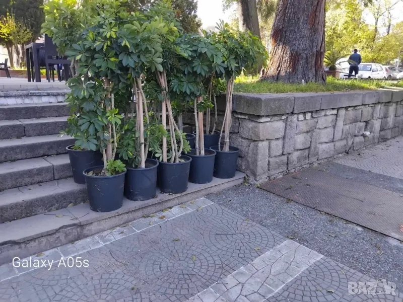 Продавам Шефлера / Schefflera 10 годишна, 170 см. височина, 10 броя, снимка 1