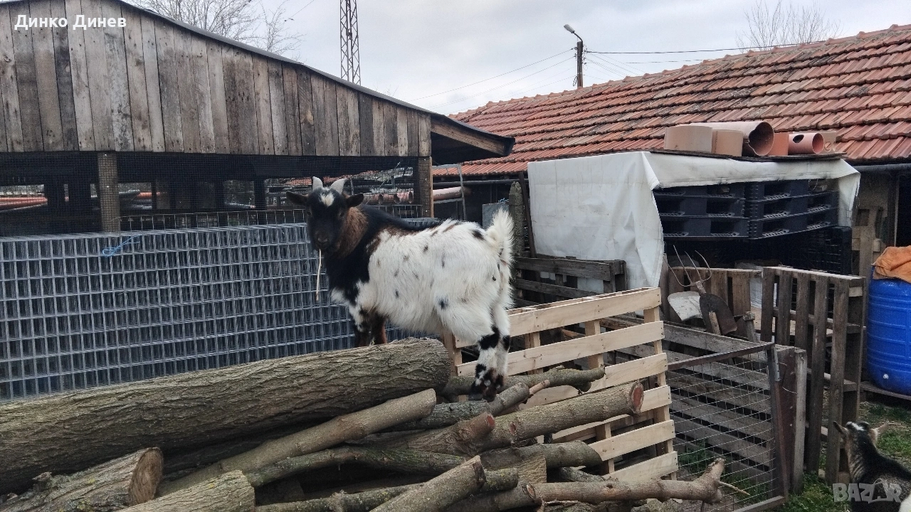 Мини холандски козлета ,кози ,яре , снимка 1