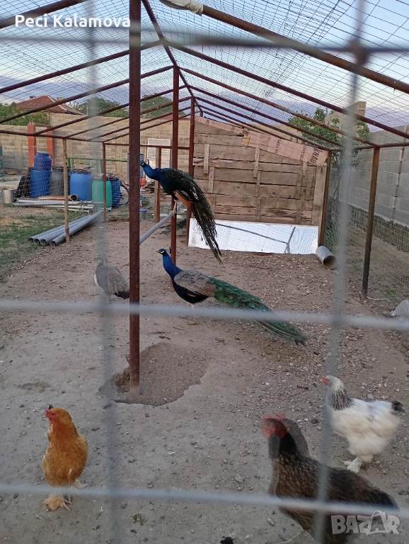 Продавам 3 мъжки и 1 женски пауни, снимка 1