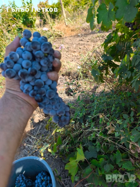 Грозде мерло , снимка 1