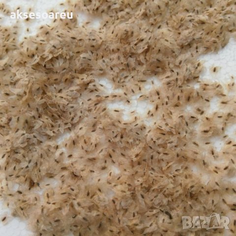 Продавам 400 семена от медоносно дърво пауловния томентоса за пчелари дървен материал сянка на двора, снимка 6 - Сортови семена и луковици - 37701195