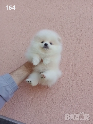 Бели Померани. Реални снимки !, снимка 4 - Померан - 54245867