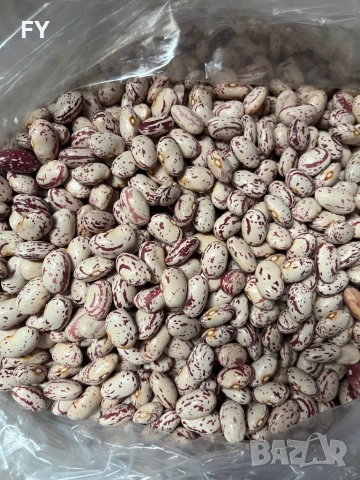 Родопски Шарен Боб !, снимка 5 - Домашни продукти - 49485660