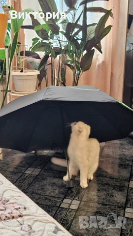 Котарак с порода клепоуха сребърна чинчила си търси женска , снимка 9 - Чинчили - 50580743