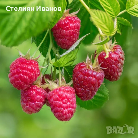 Розова малина (Willamette)