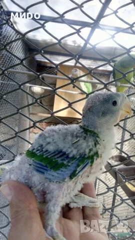 Бебета Голям Александър Ръчно хранени !ТОП ЦЕНА!, снимка 2 - Папагали - 50596569