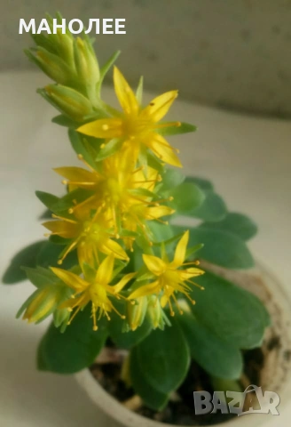 ✨❄️☃️Вид саксиен седум🪴💐💐💐