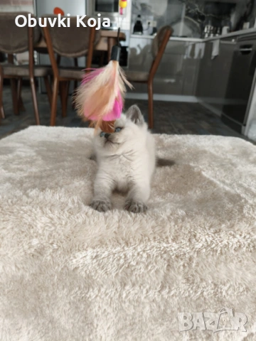 Не са красиви ами просто са уникалени , снимка 6 - Британска късокосместа - 53041367