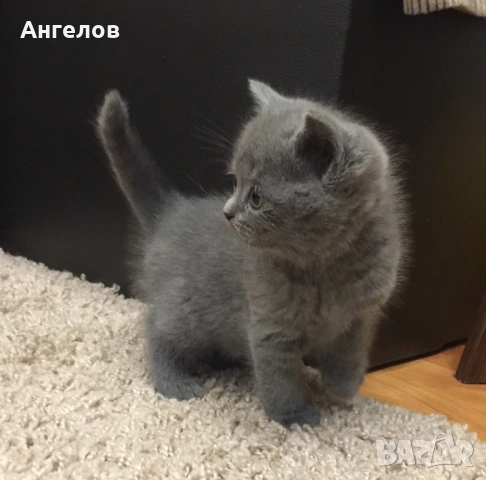 Британска късокосместа, снимка 2 - Британска късокосместа - 53886147