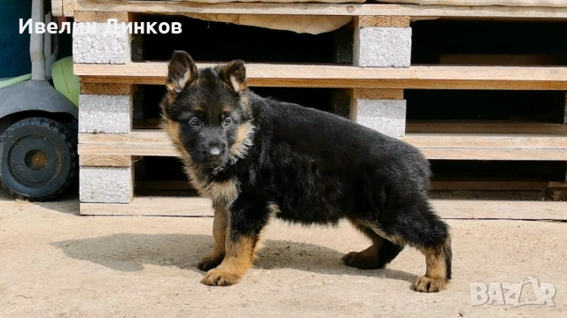 Немска овчарка с родословие , снимка 3 - Немска овчарка - 54102626