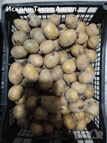 Картофи сорт Актрис