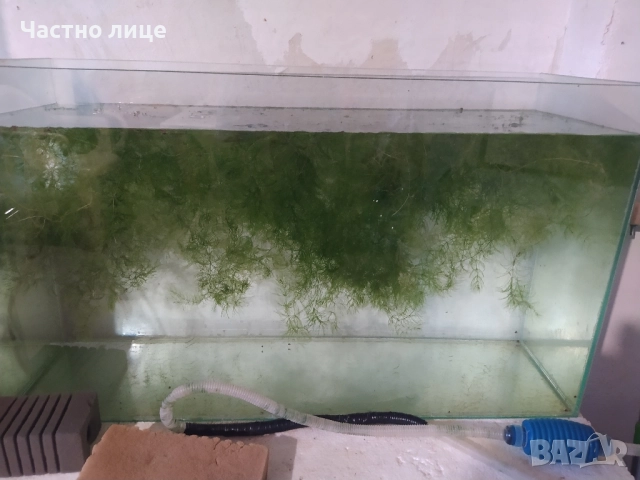 Роголистник за Аквариум , снимка 2 - Аквариуми - 51634385
