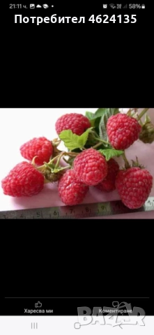 Продавам разсад ягоди , снимка 6 - Сортови семена и луковици - 52147373