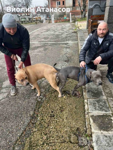 Продават се кученца Питбул Bluenose, снимка 13 - Питбул - 54348441