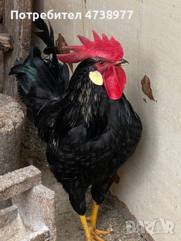 Разплодни яйца