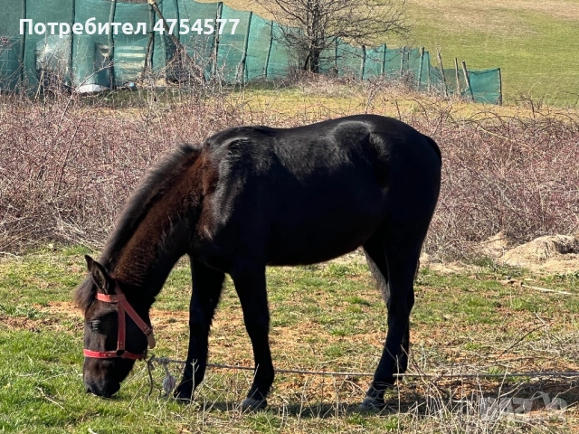 Каракачанска
